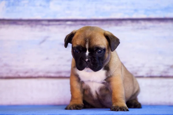 Francês Bulldog Cachorro Interior Retrato — Fotografia de Stock