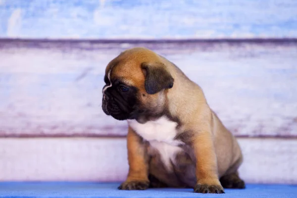 フランスのブルドッグ子犬屋内肖像画 — ストック写真