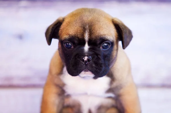 Francês Bulldog Cachorro Interior Retrato — Fotografia de Stock