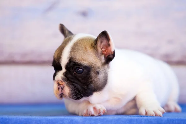 Adorável Filhote Cachorro Buldogue Francês Contra Fundo Madeira — Fotografia de Stock