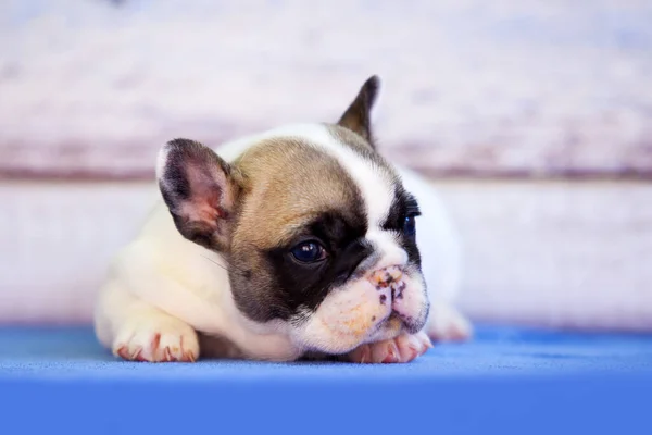 Adorável Filhote Cachorro Buldogue Francês Contra Fundo Madeira — Fotografia de Stock