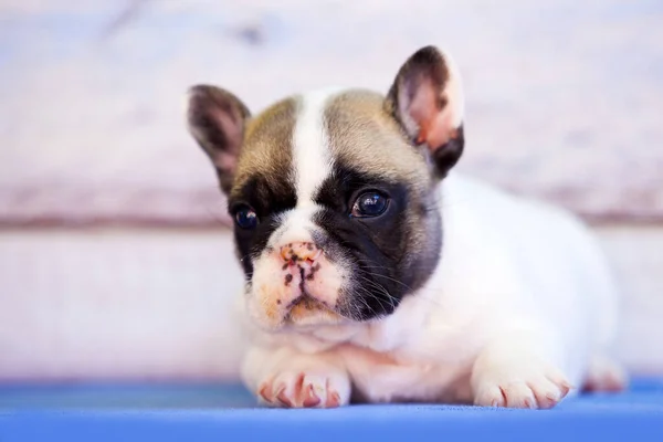 Adorável Filhote Cachorro Buldogue Francês Contra Fundo Madeira — Fotografia de Stock