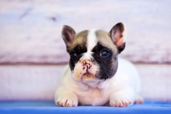 Adorable Francés Buldog Cachorro Contra Fondo Madera — Foto de Stock