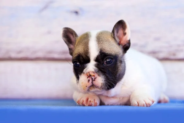 Adorável Filhote Cachorro Buldogue Francês Contra Fundo Madeira — Fotografia de Stock