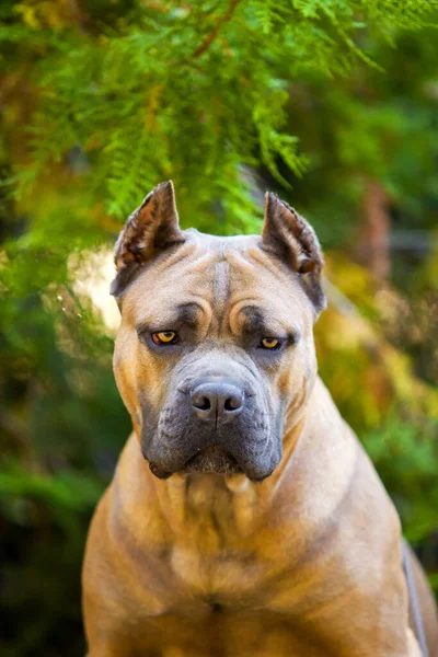 Talyan Cane Corso Köpeği Açık Havada — Stok fotoğraf