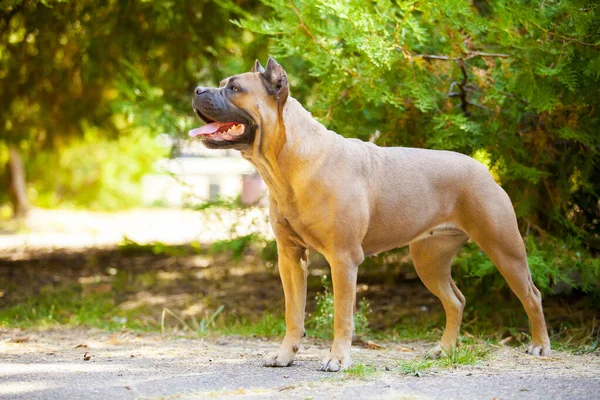 Włoski Pies Cane Corso Plenerze — Zdjęcie stockowe