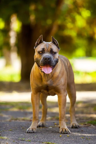 Olasz Cane Corso Kutya Szabadban — Stock Fotó