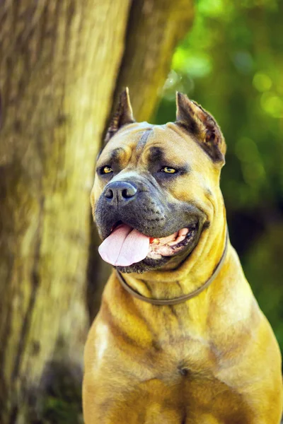 Włoski Pies Cane Corso Plenerze — Zdjęcie stockowe