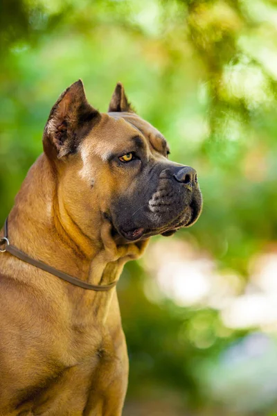 Olasz Cane Corso Kutya Szabadban — Stock Fotó