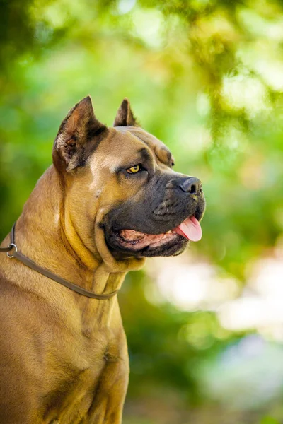 Olasz Cane Corso Kutya Szabadban — Stock Fotó