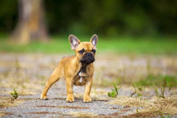 Cute French Bulldog Puppy Outdoor — Stock Photo, Image