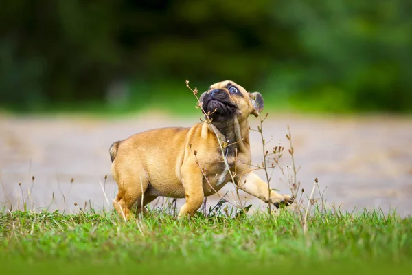 Sød Fransk Bulldog Hvalp Udendørs - Stock-foto