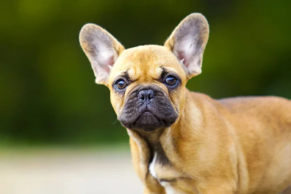 Söt Fransk Bulldogg Valp Utomhus — Stockfoto