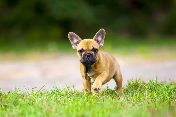 Bonito Cachorro Bulldog Francês Livre — Fotografia de Stock