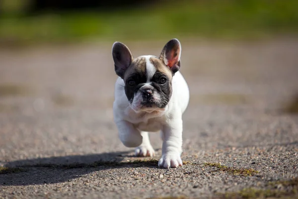 Bonito Cachorro Bulldog Francês Livre — Fotografia de Stock