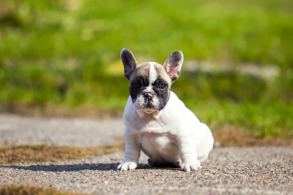 Aranyos Francia Bulldog Kiskutya Szabadban — Stock Fotó