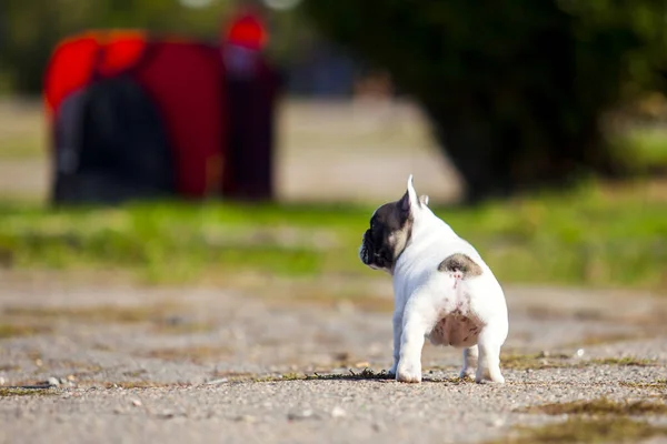 Lindo Francés Bulldog Cachorro Aire Libre — Foto de Stock