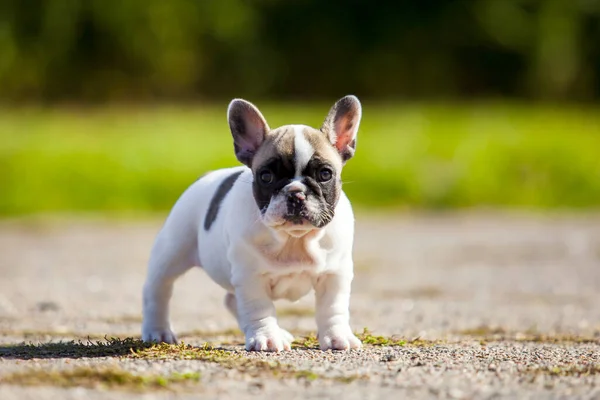 Cute Francuski Bulldog Szczeniak Odkryty — Zdjęcie stockowe