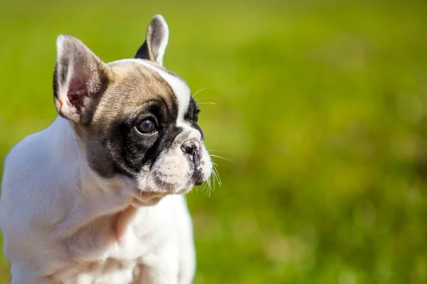 Leuke Franse Bulldog Puppy Buiten — Stockfoto