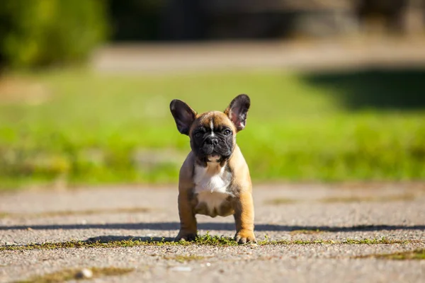 可爱的法国斗牛犬小狗户外 — 图库照片