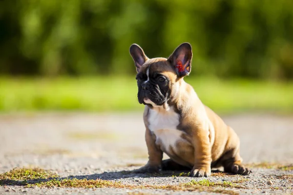 Cute Francuski Bulldog Szczeniak Odkryty — Zdjęcie stockowe