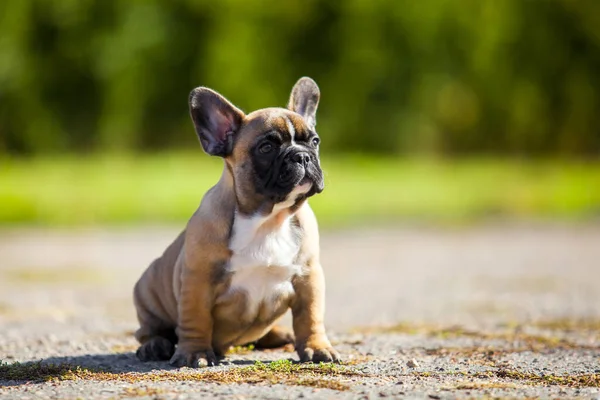 Aranyos Francia Bulldog Kiskutya Szabadban — Stock Fotó