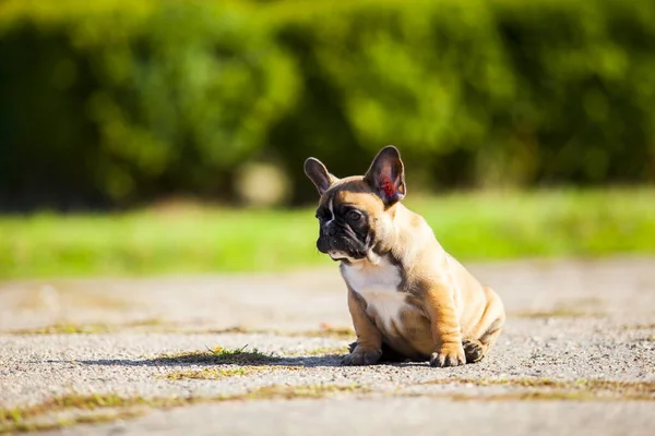 Niedliche Französische Bulldogge Welpen Freien — Stockfoto