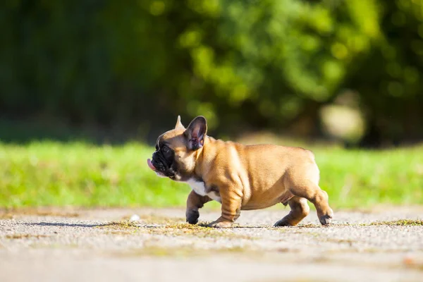 Bonito Cachorro Bulldog Francês Livre — Fotografia de Stock