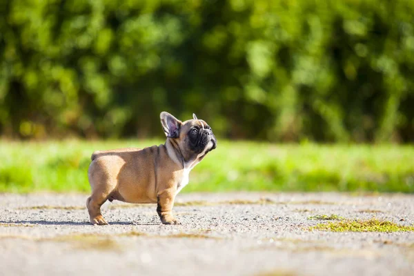 Bonito Cachorro Bulldog Francês Livre — Fotografia de Stock