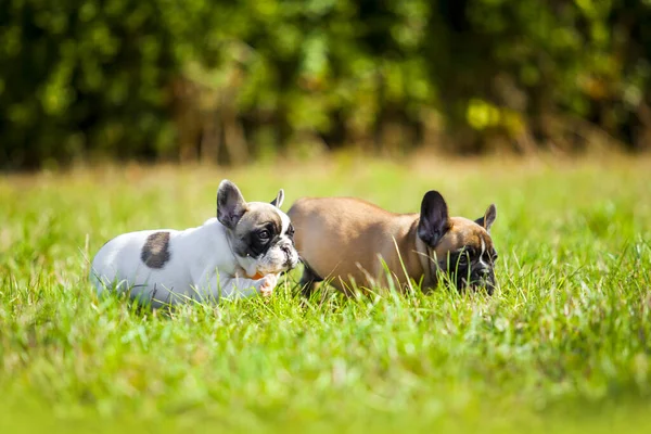 Filhotes Buldogue Francês Divertindo Livre — Fotografia de Stock