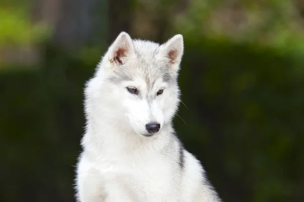 Adorabile Cane Husky Siberiano All Aperto — Foto Stock