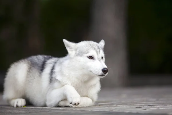 Schattige Siberische Husky Hond Buiten — Stockfoto