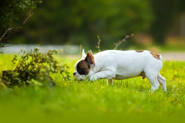 可爱的法国斗牛犬小狗户外 — 图库照片