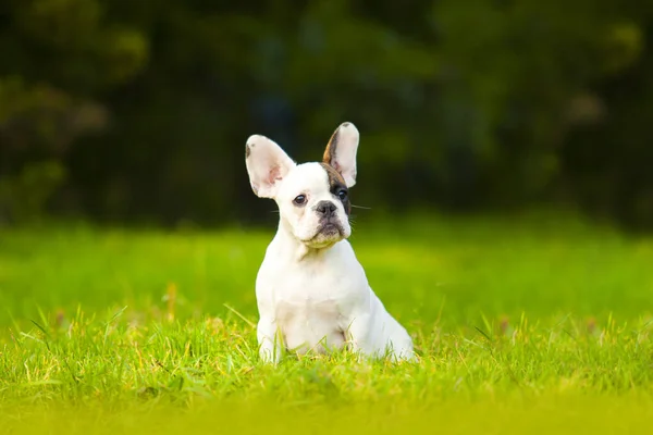 Söt Fransk Bulldogg Valp Utomhus — Stockfoto