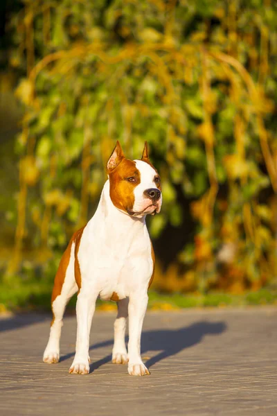 American Staffordshire Terrier Cão Livre — Fotografia de Stock