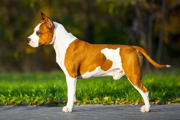 American Staffordshire Terrier Pies Świeżym Powietrzu — Zdjęcie stockowe