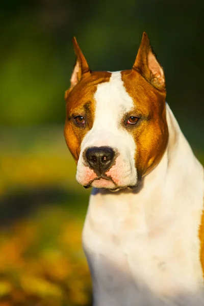 American Staffordshire Terrier Dog Outdoor — Stock Photo, Image