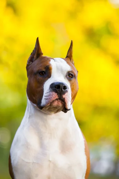 American Staffordshire Terrier Hond Buiten — Stockfoto
