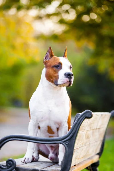 American Staffordshire Terrier Cão Livre — Fotografia de Stock