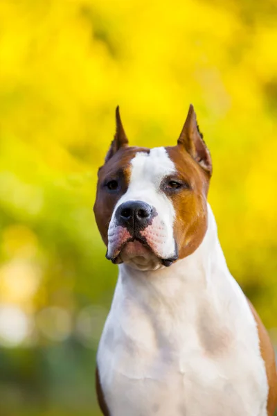 American Staffordshire Terrier Hond Buiten — Stockfoto