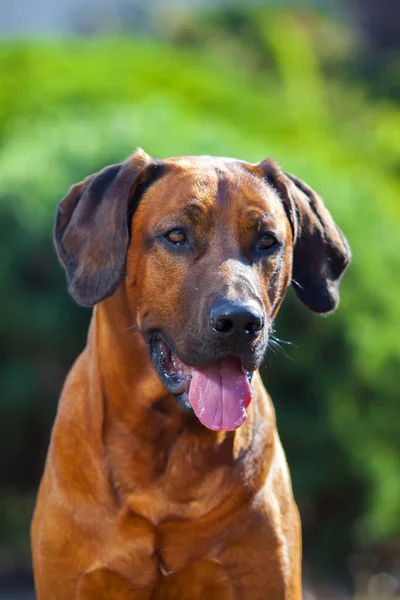 Hongroise Vizsla Chien Plein Air — Photo