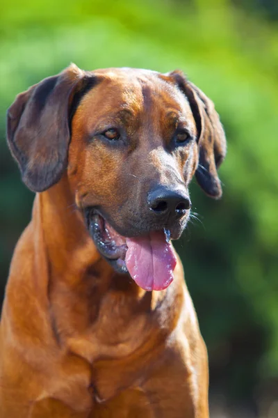 Hungarian Vizsla Dog Outdoors — Stock Photo, Image