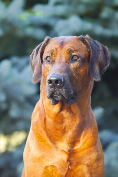 Chien Rhodésien Ridgeback Extérieur — Photo