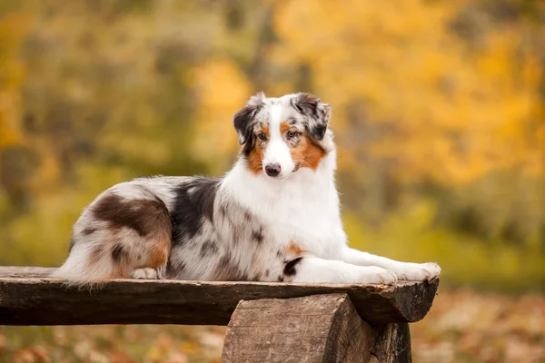 Australian Shepherd Dog Outdoor — Stock Photo, Image