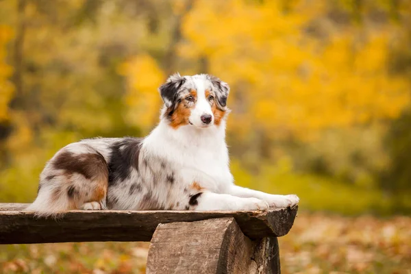 Pastor Australiano Perro Aire Libre — Foto de Stock