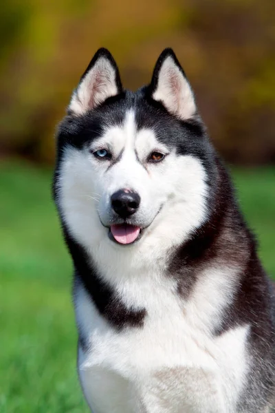 Bedårande Sibirisk Husky Hund Utomhus — Stockfoto