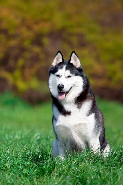 Adorable Perro Husky Siberiano Aire Libre — Foto de Stock