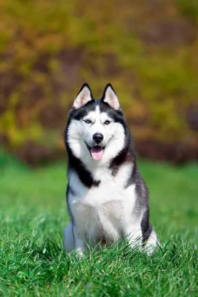 Uroczy Syberyjski Husky Pies Zewnątrz — Zdjęcie stockowe