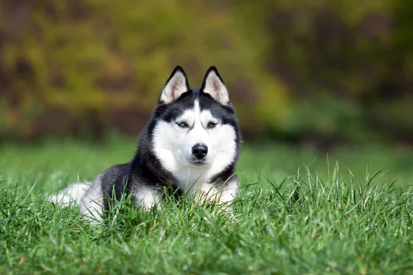 Adorable Chien Husky Sibérien Extérieur — Photo