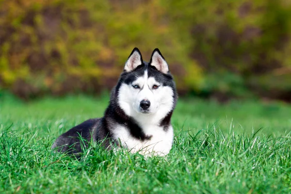 Schattige Siberische Husky Hond Buiten — Stockfoto